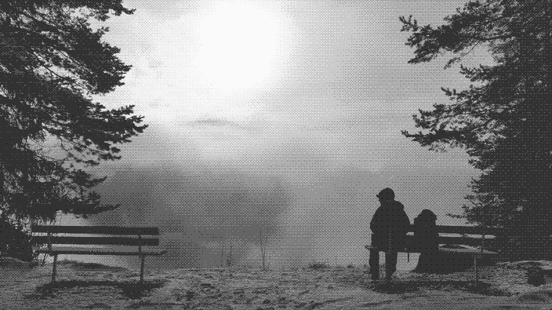 Deux bancs et deux arbres